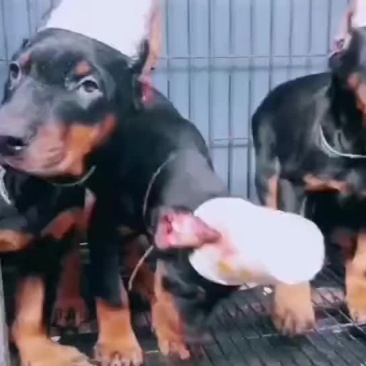 杜宾犬