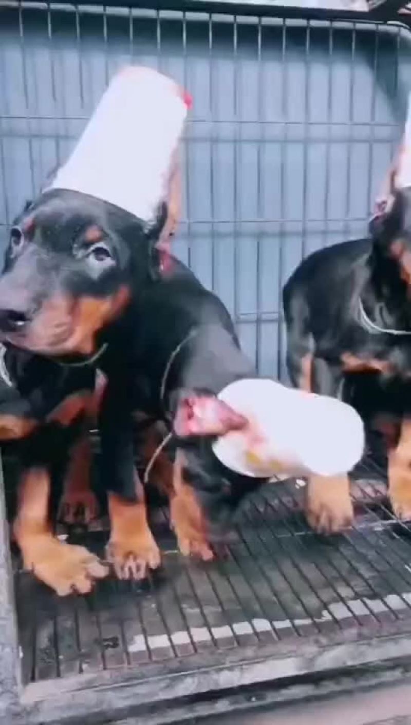 杜宾犬