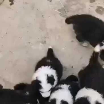 边境牧羊犬