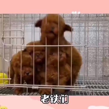 泰迪犬