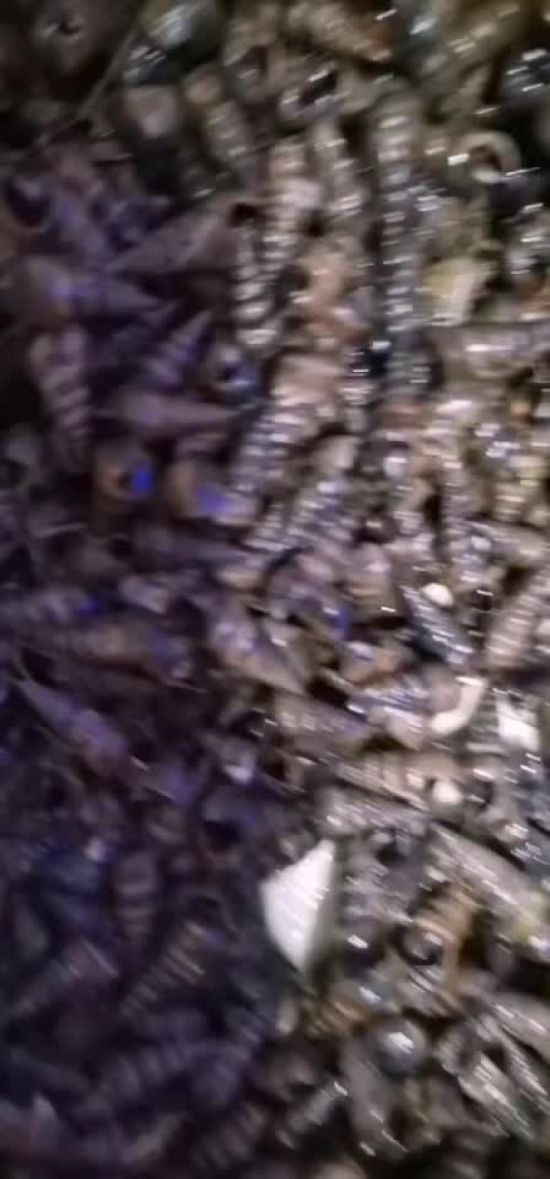 本地三角螺