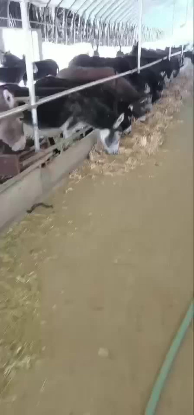 新疆农户牧场放养毛驴