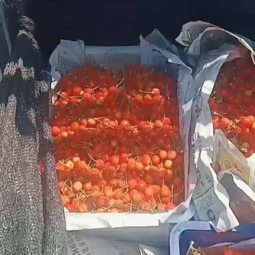 樱桃