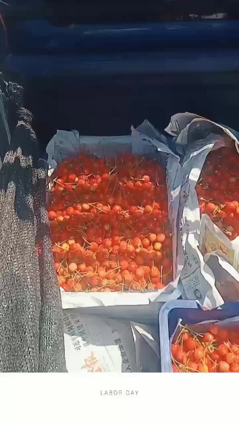 樱桃