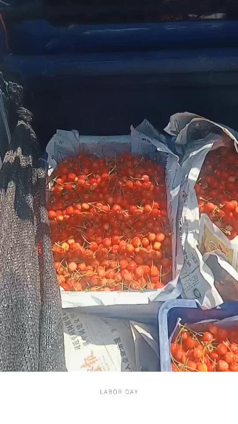 樱桃