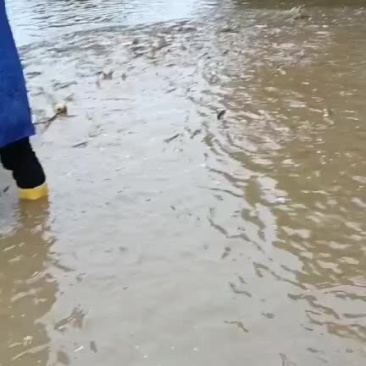 生态养殖大头鱼