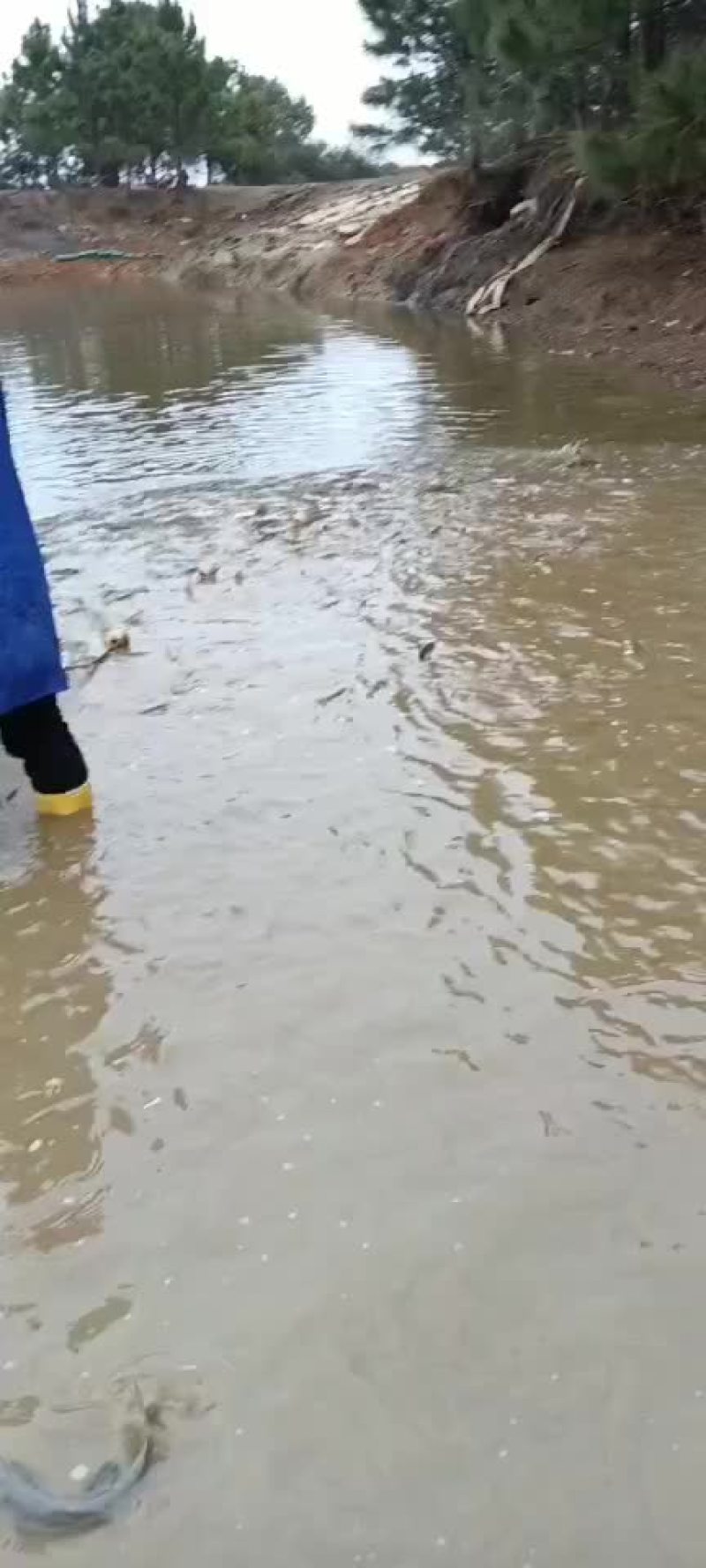 生态养殖大头鱼