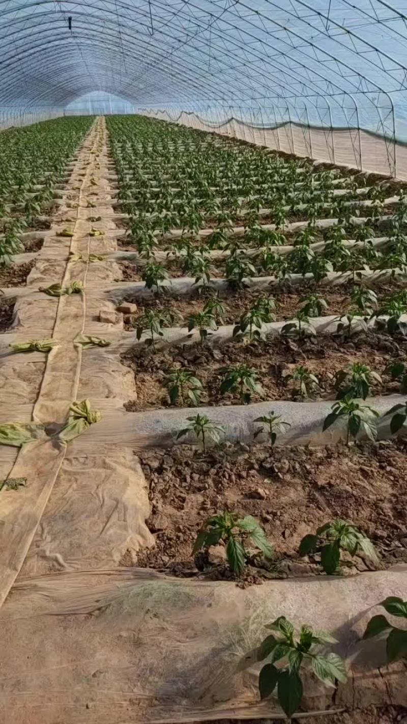 青椒