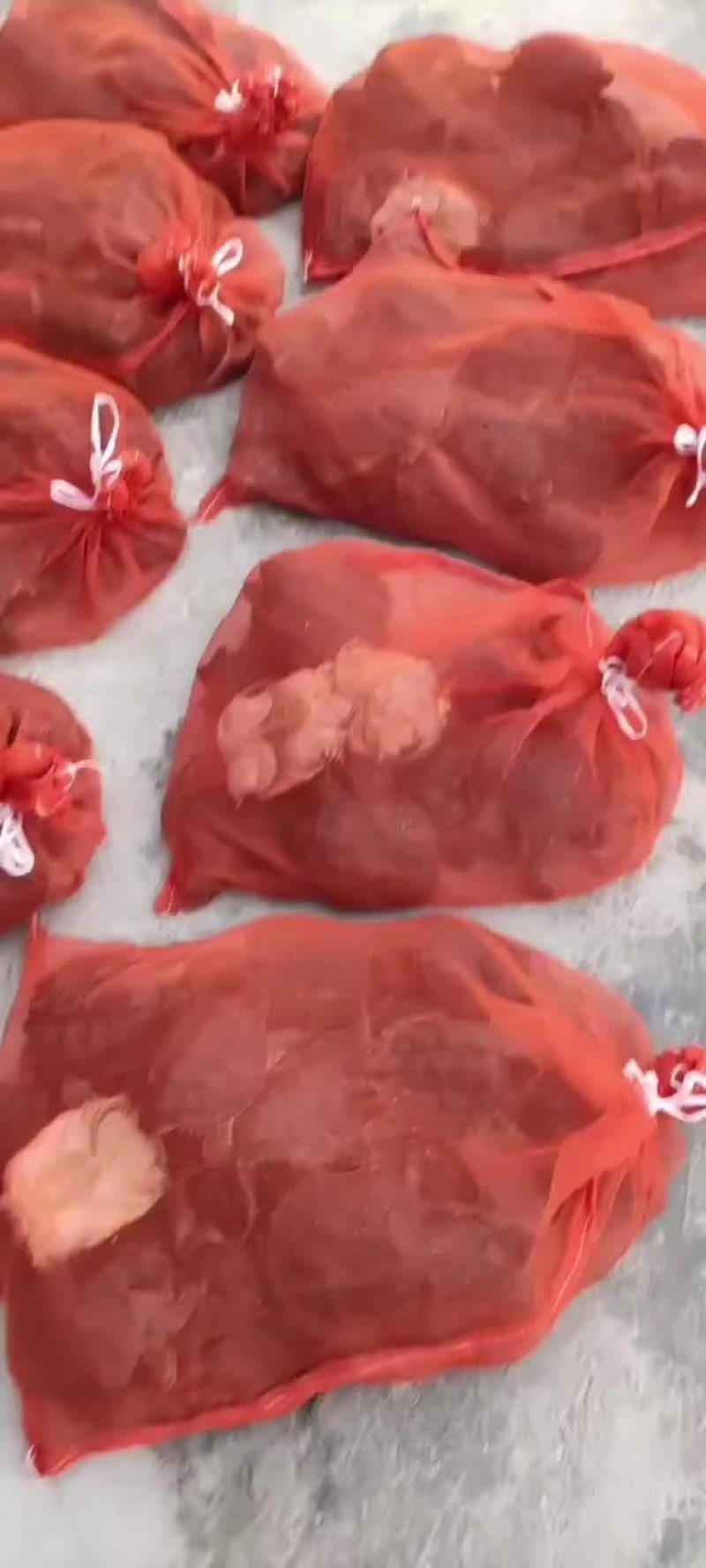 网红麻辣甲鱼批发0.5到一斤规格，基地直供