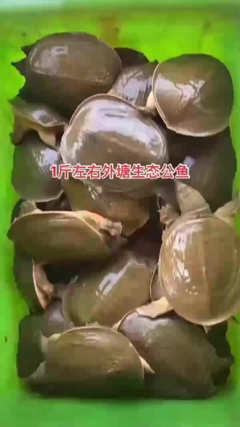 网红麻辣甲鱼批发0.5到一斤规格，基地直供