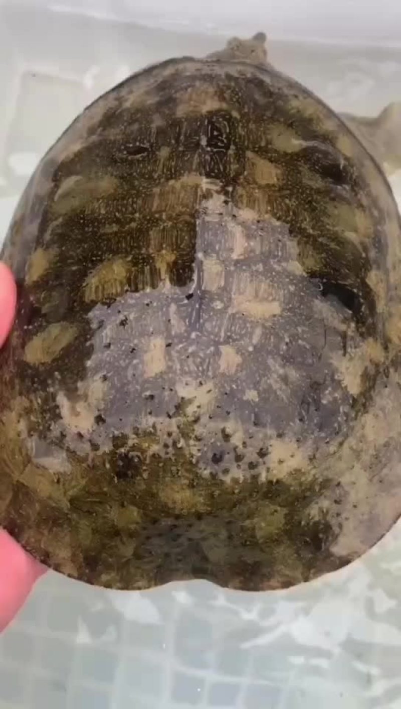 网红麻辣甲鱼批发0.5到一斤规格，基地直供