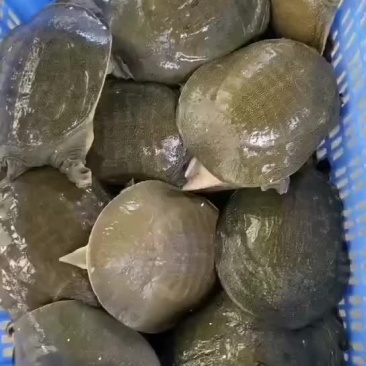 网红麻辣甲鱼批发，卤甲鱼规格，大小规格齐全，量大从优