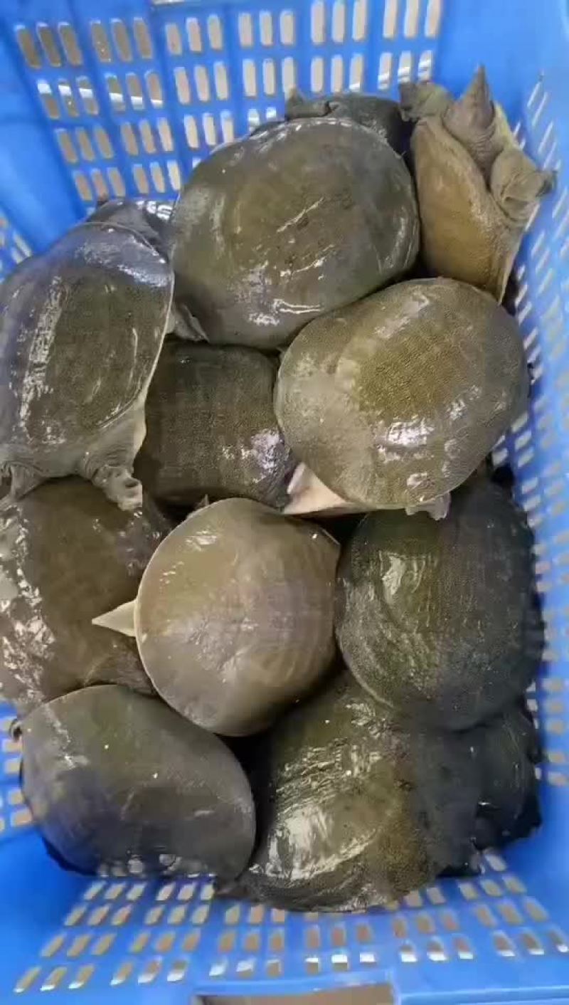 网红麻辣甲鱼批发，卤甲鱼规格，大小规格齐全，量大从优