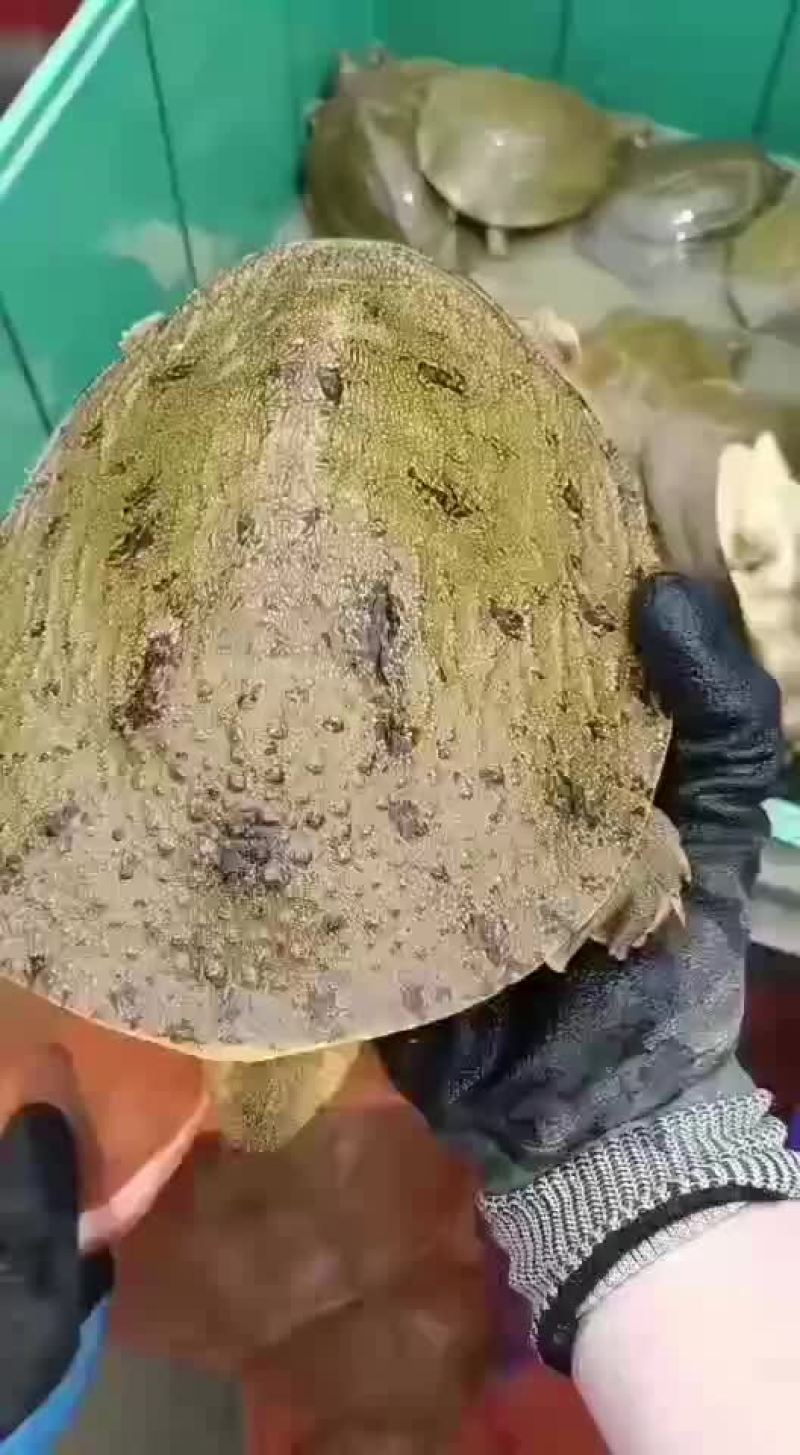 网红麻辣甲鱼批发，卤甲鱼规格，大小规格齐全，量大从优