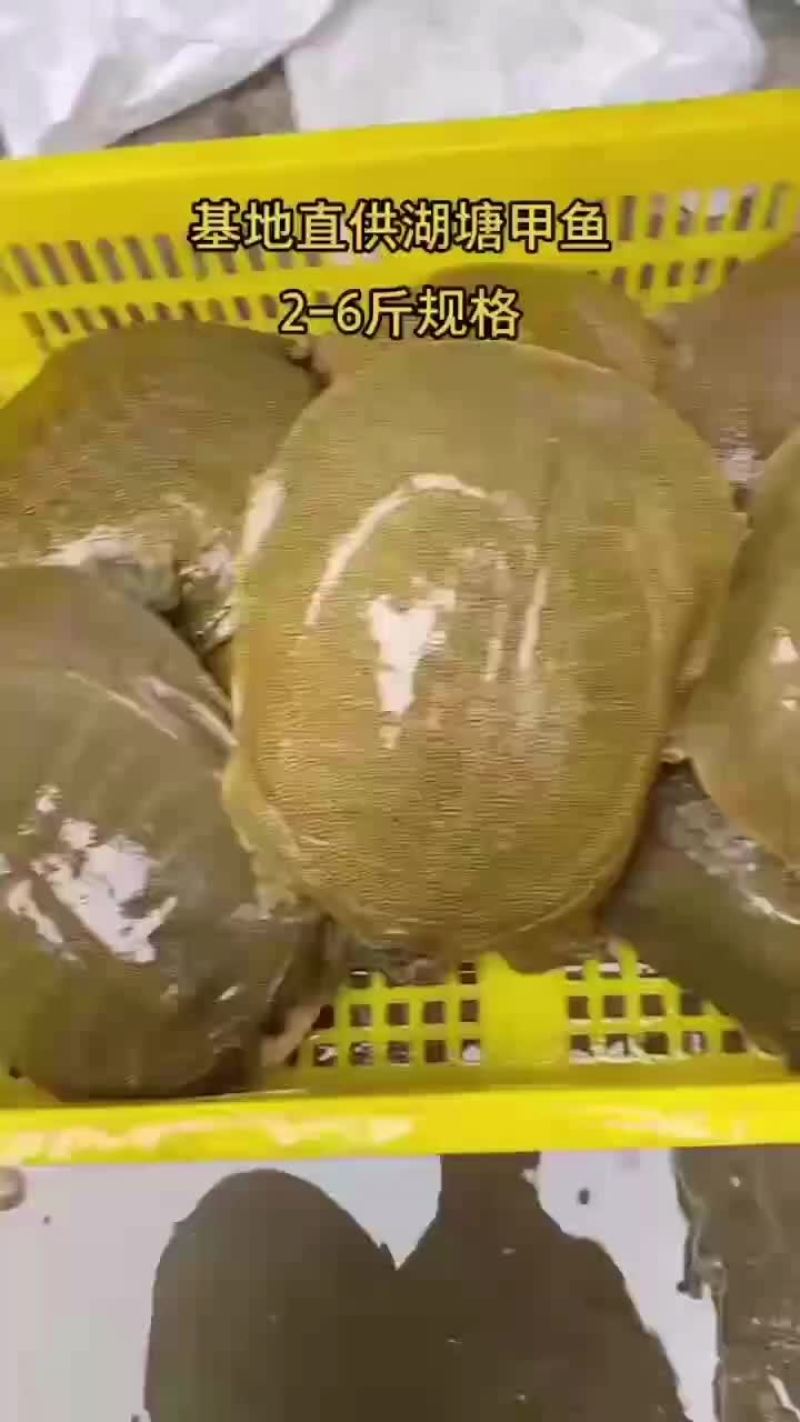 网红麻辣甲鱼批发，卤甲鱼规格，大小规格齐全，量大从优