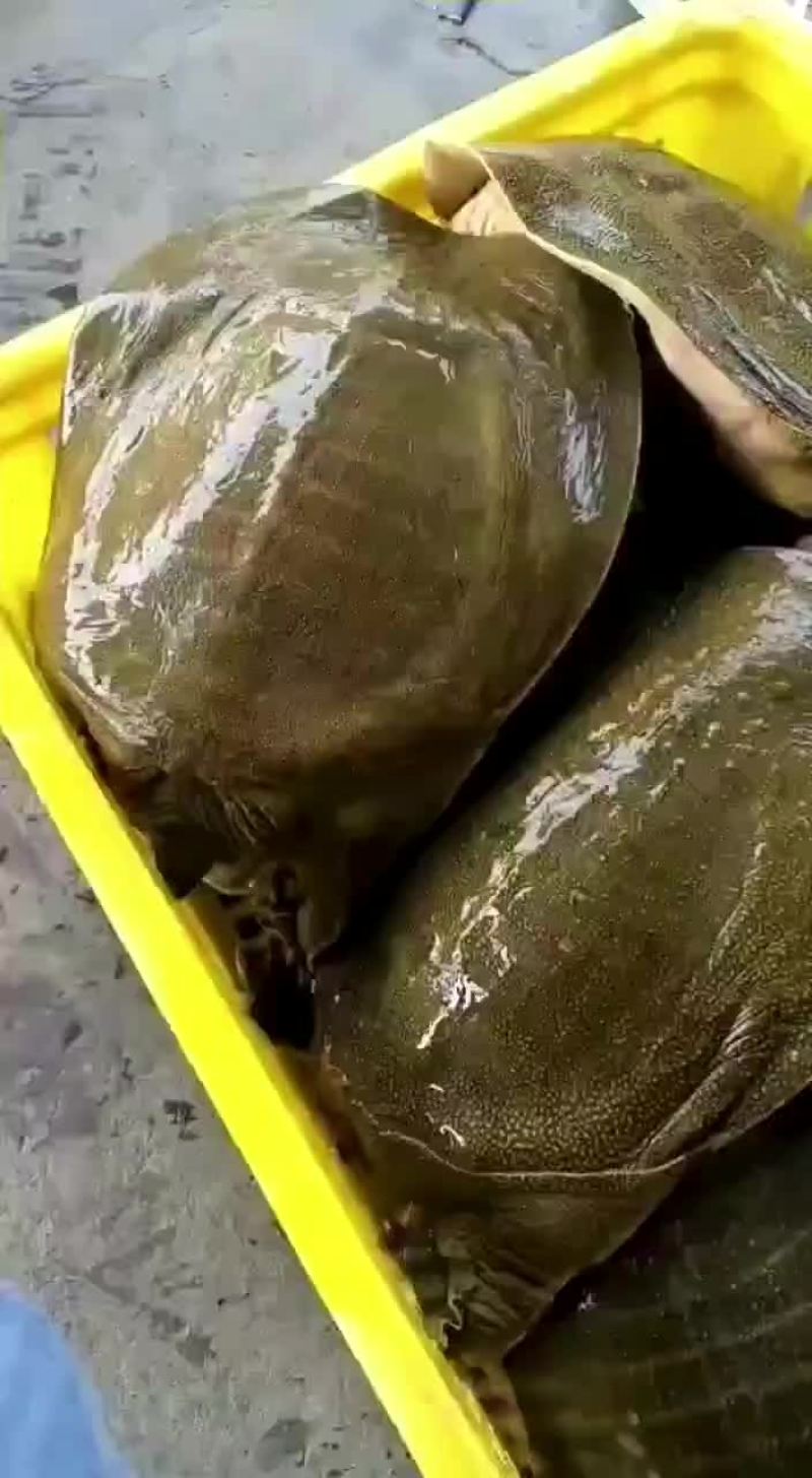 网红麻辣甲鱼批发，卤甲鱼规格，大小规格齐全，量大从优