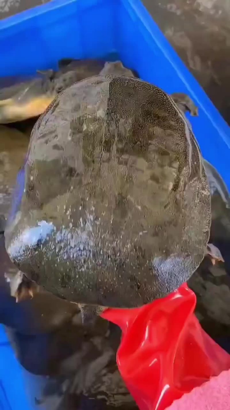 网红麻辣甲鱼批发，卤甲鱼规格，大小规格齐全，量大从优