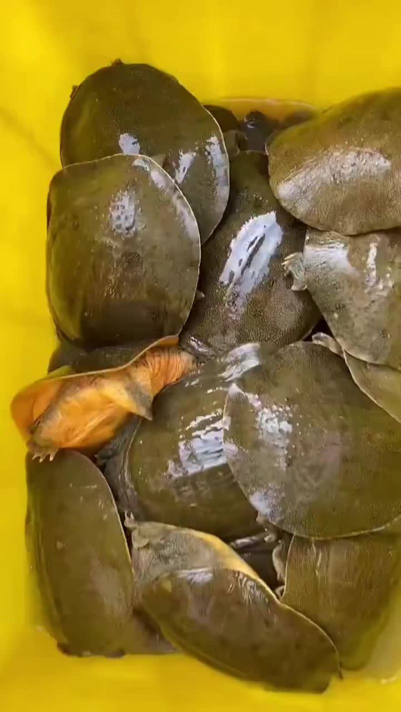 网红麻辣甲鱼批发，卤甲鱼规格，大小规格齐全，量大从优