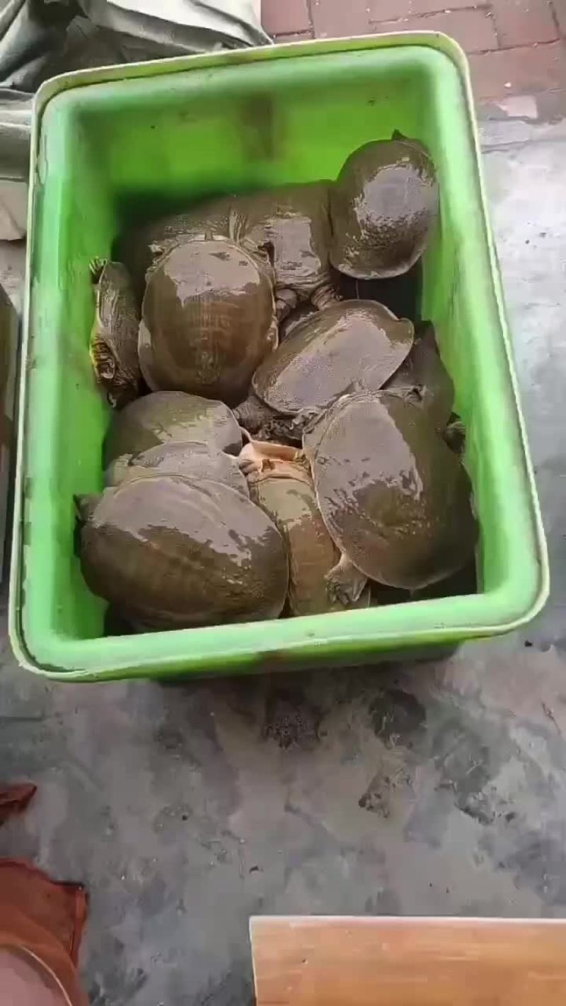 网红麻辣甲鱼批发，卤甲鱼规格，大小规格齐全，量大从优