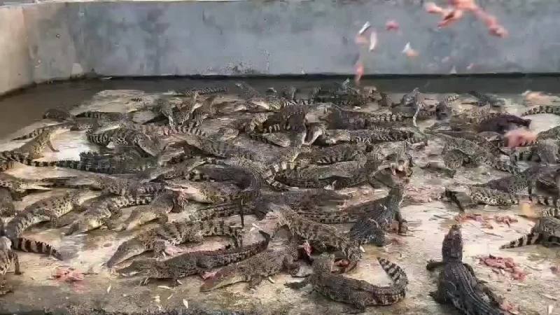 宠物小鳄鱼苗基地直供，欢迎新老客户咨询下单