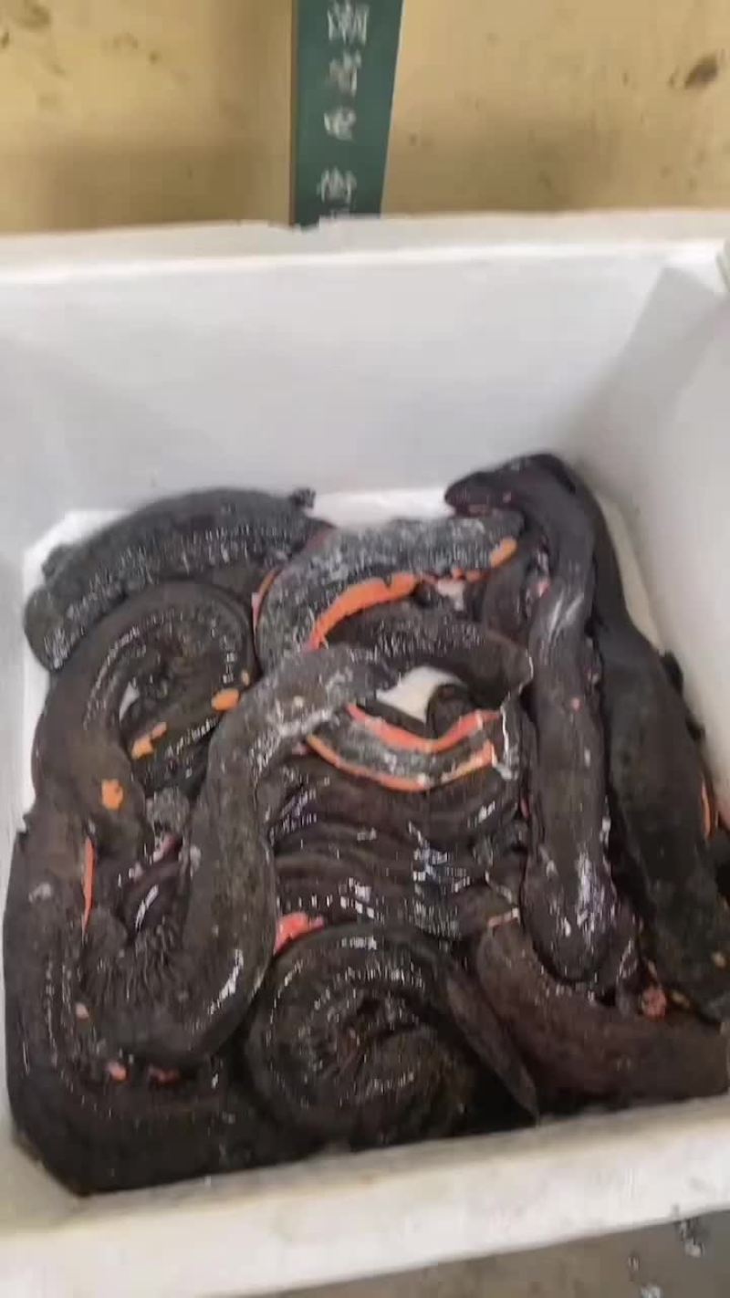 生态娃娃鱼大鲵批发，大小规格齐全，量大从优，全国发货