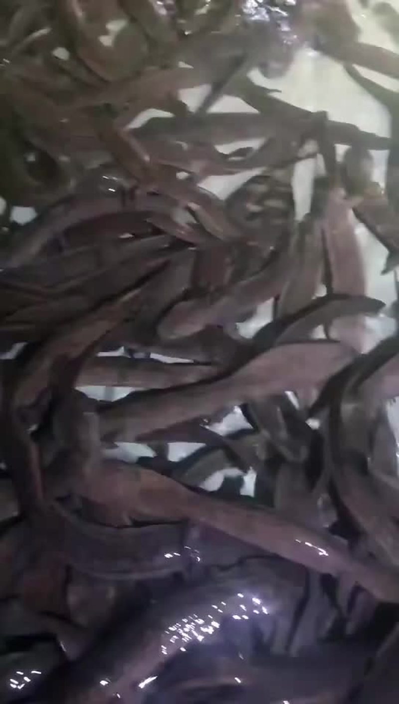 生态娃娃鱼大鲵批发，大小规格齐全，量大从优，全国发货