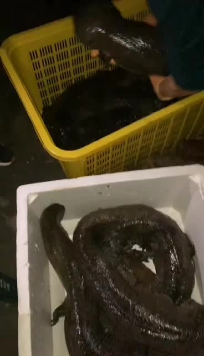 生态娃娃鱼大鲵批发，大小规格齐全，量大从优，全国发货