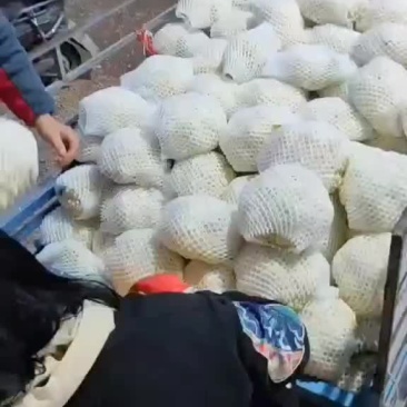 精品散花上市，需要的老板来电。