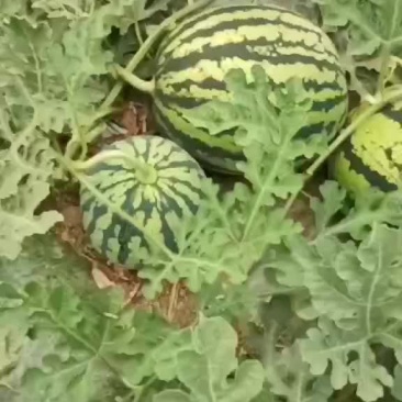 大棚美都