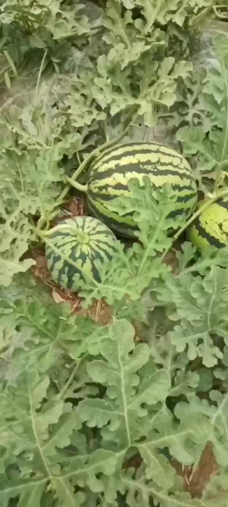 大棚美都
