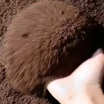 厂家直供咖啡渣
