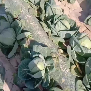 甘蓝有货
