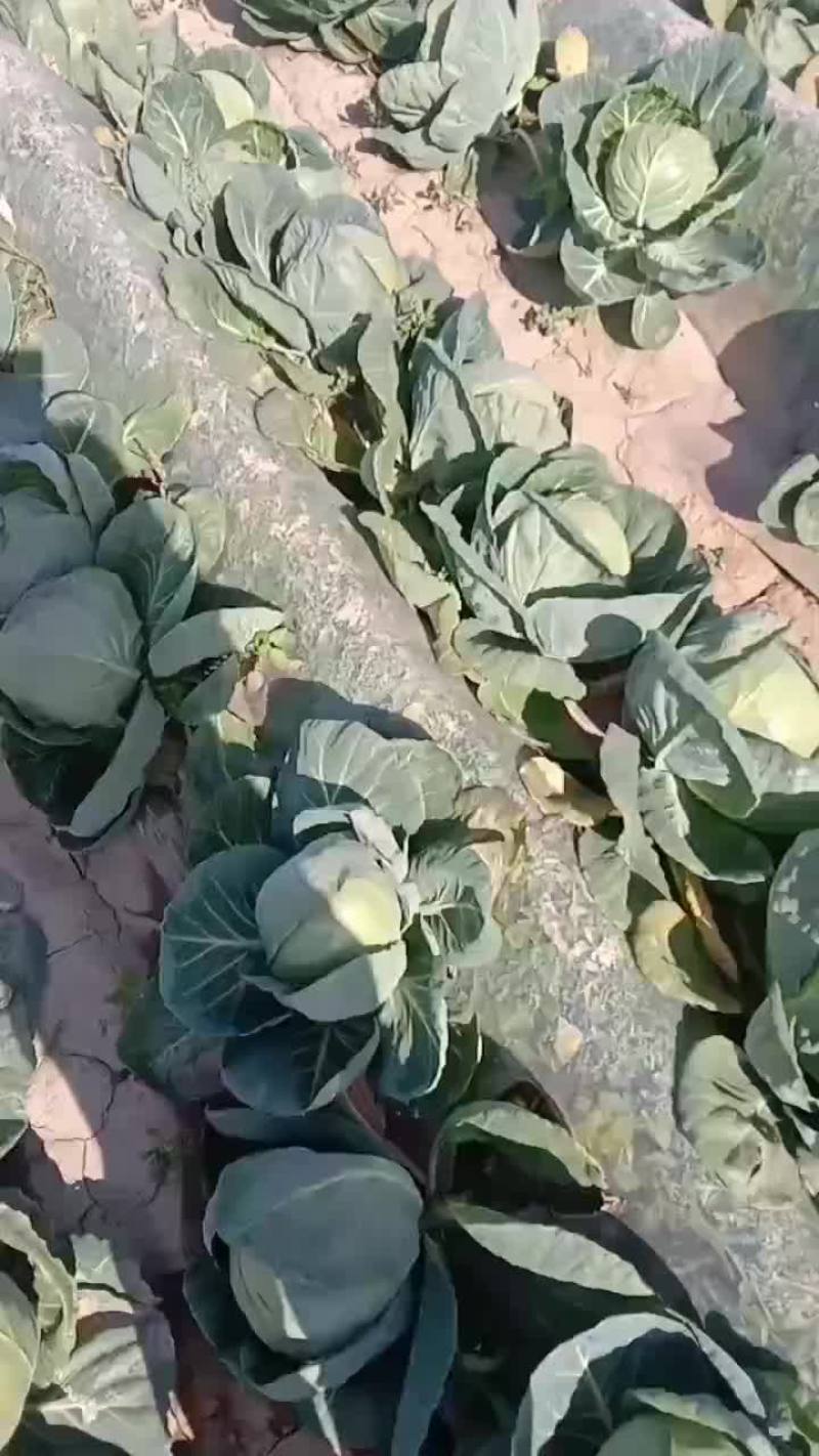 甘蓝有货