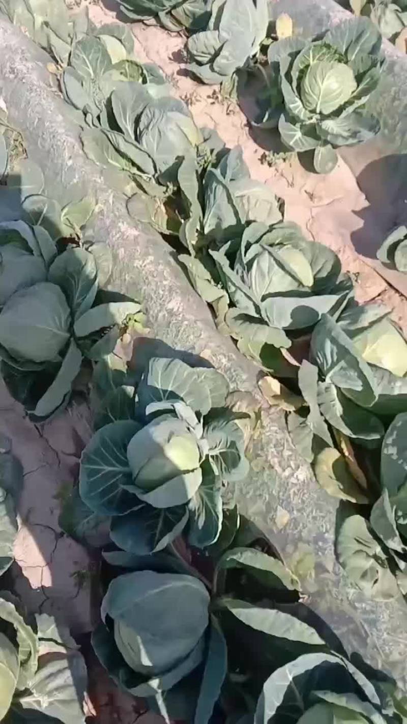 甘蓝有货