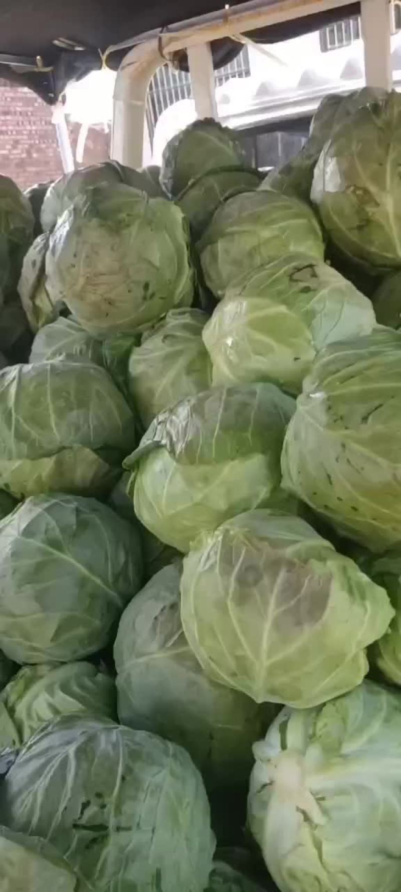 甘蓝有货
