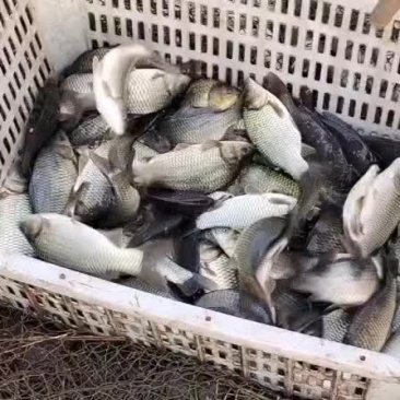 大量出售黄金鲫