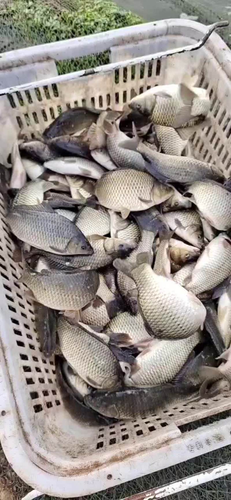 大量出售黄金鲫
