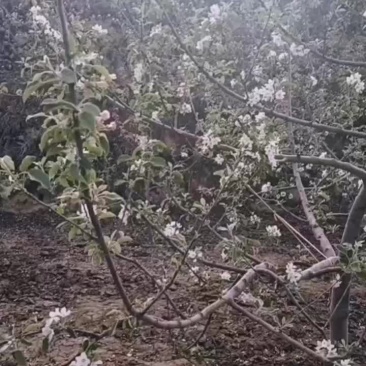 苹果，金银花，葫芦籽，核桃