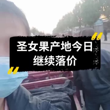 千禧圣女果产地大量滞销