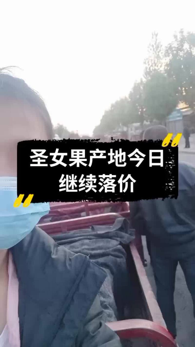 千禧圣女果产地大量滞销