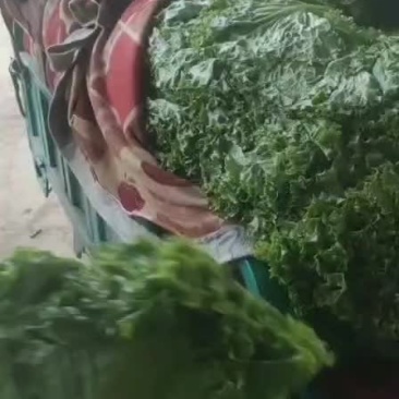 生菜