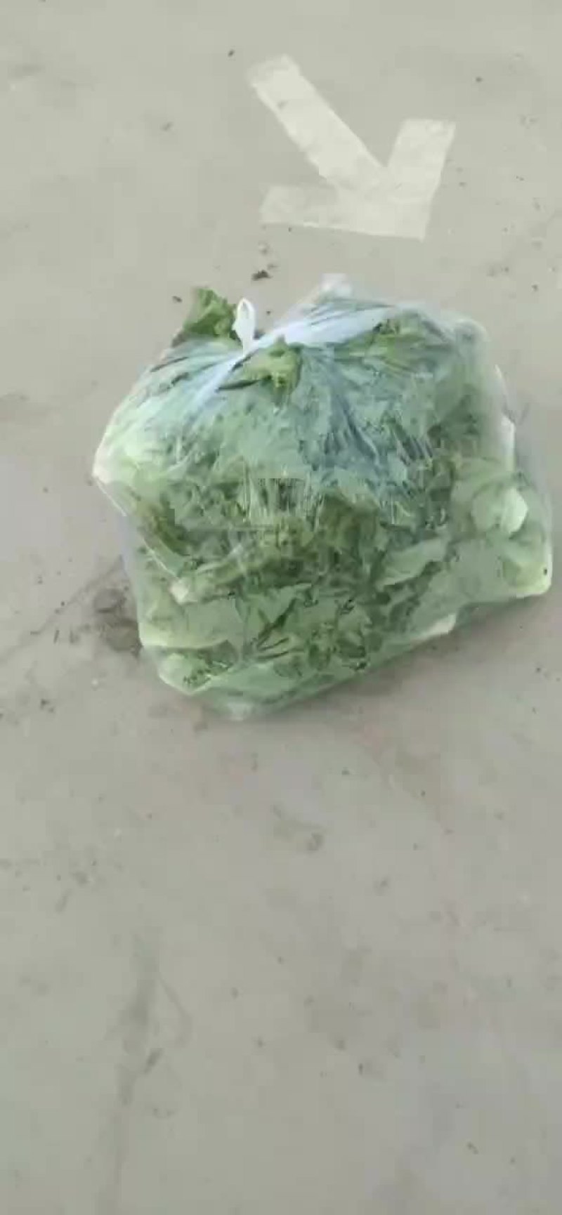 生菜