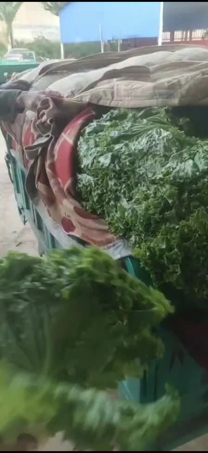 生菜
