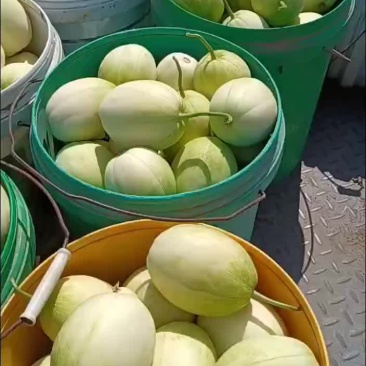 精蜜香瓜嘎嘎甜