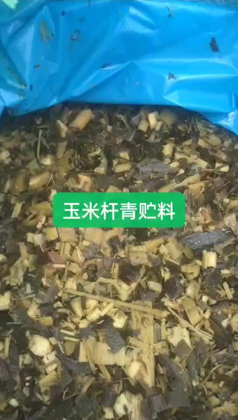 青贮