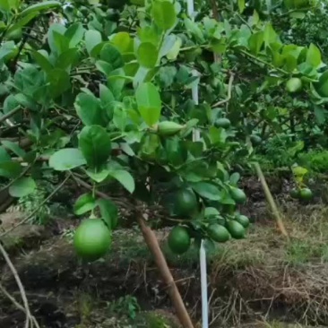 广东香水柠檬