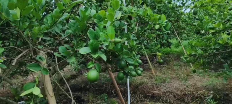 广东香水柠檬