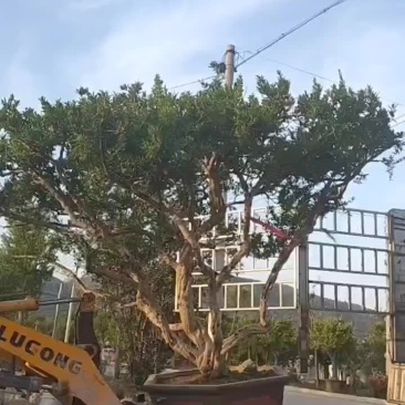 石榴树