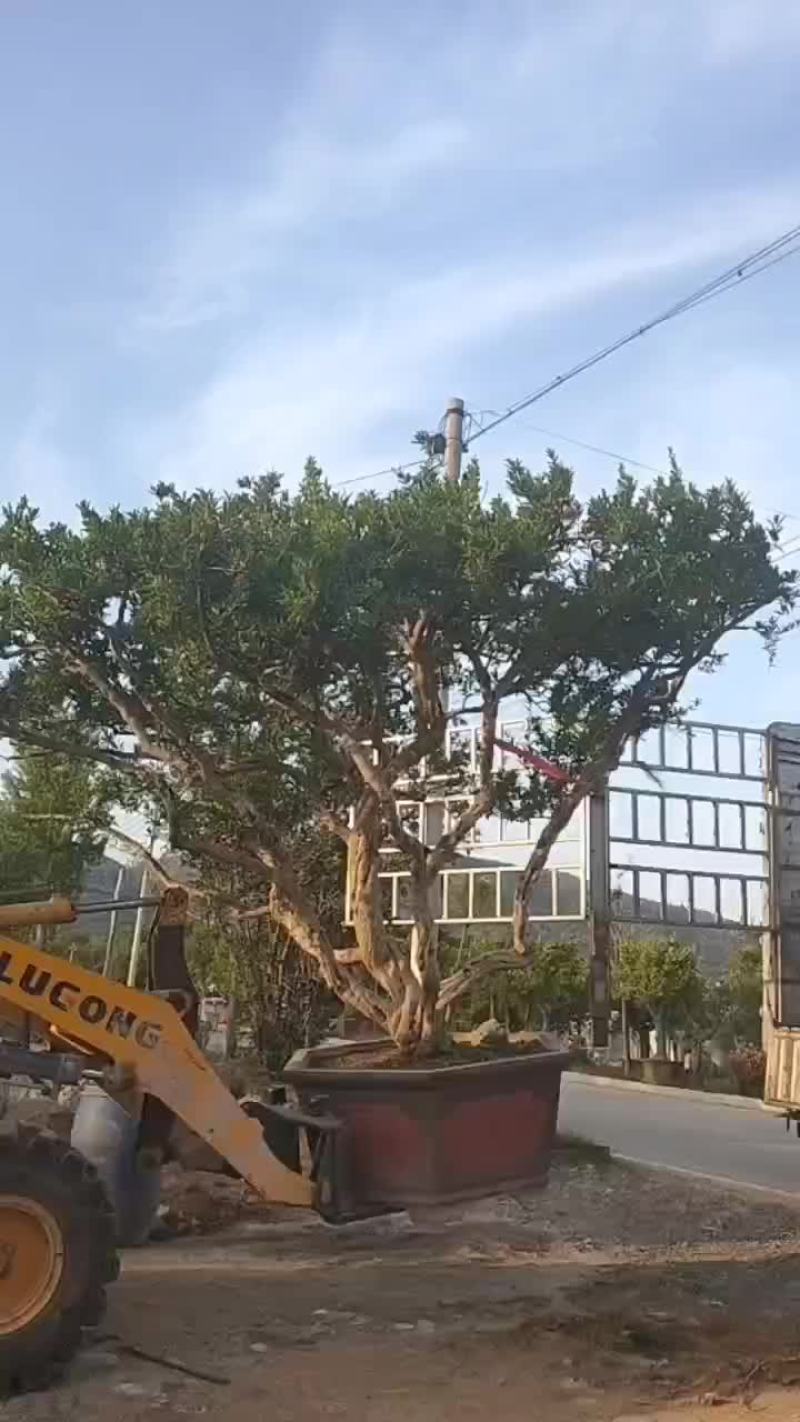 石榴树