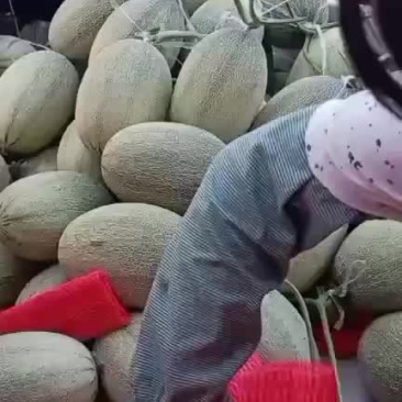 晓密25产地，大量直供